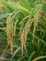 rice field and drops