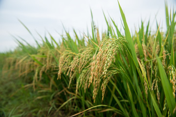 rice field and drops