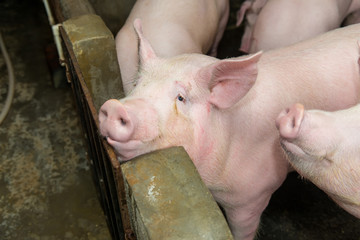 piglets at farm