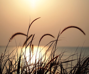 Obraz premium Sunset, grass flower field in nature with sunset background. 