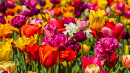 Beautiful tulips in the spring. Bright colors of natural flowers