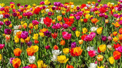 Beautiful tulips in the spring. Bright colors of natural flowers