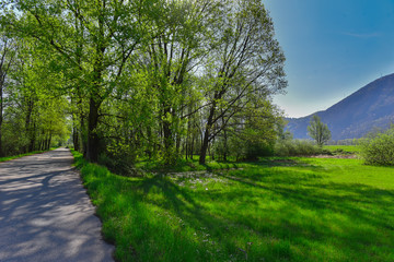 Strada che attraversa il bosco