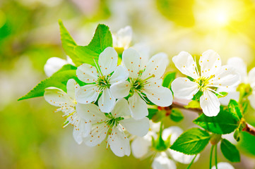 Fototapeta premium blooming branch of cherry in the sun