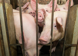 piglets at farm