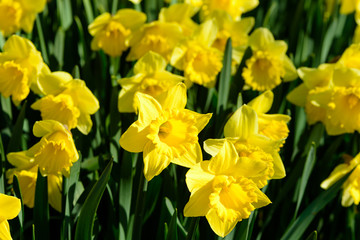 Narcissus pseudonarcissus commonly known as wild daffodil or Lent lily. Here the variety Golden...