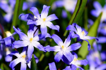 Scilla forbesii a blue perennial herb in close up.