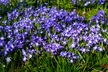 Fototapeta premium Large field of blue and white Scilla in full bloom.