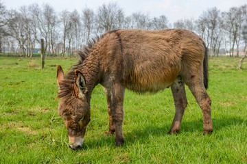 Fototapeta premium Brown dokney eating green gras