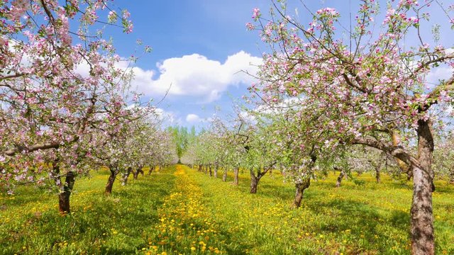 Blossoming apple orchard, pan