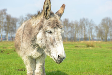 White donkey looking at you