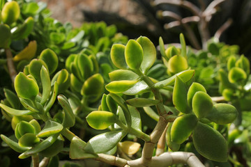 closeup of green succulent plant