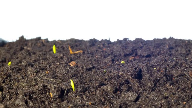 Pea sprouts grow, tilt time-lapse