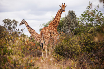 Obraz premium Giraffes in the AFEW Giraffe Centre, Nairobi, Kenya