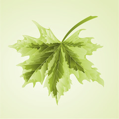 Maple leaf vector