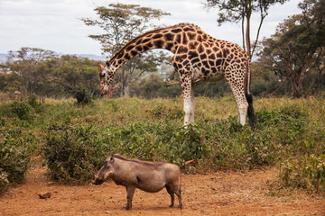 Naklejka premium Giraffes in the AFEW Giraffe Centre, Nairobi, Kenya