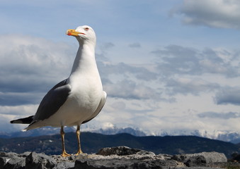 The seagull ready to take off in flight scrutinizes her sky