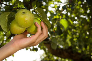 Young active man / boy collecting / plucking apples during autum