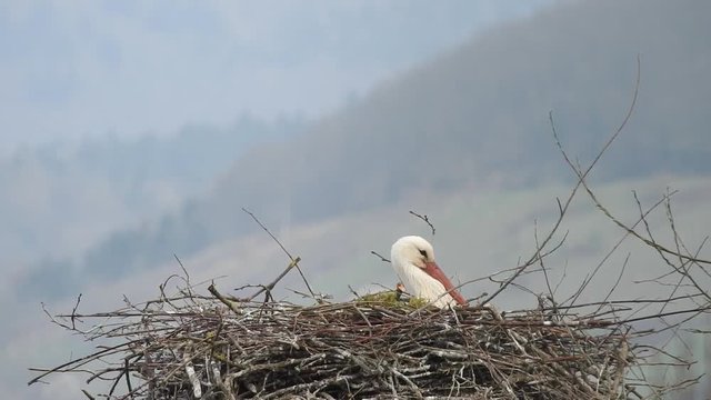 Weissstorch br&uuml;tet, Partner fliegt mit Nistmaterial an