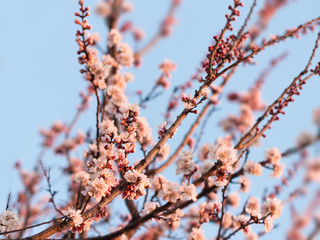 Apricot trees branches covered of flowers and buds   in the spring sunset light and blue sky.