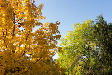 Trees in autumn with yellow tones and blue sky