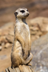 Meerkat, Suricata suricatta, female guard
