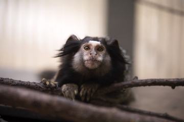 Callithrix penicillata, Black-tufted marmoset