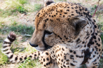 Cheetah in the middle of the savannah, Kenya, Africa