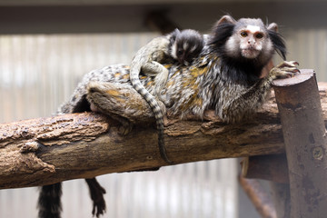 Rare Black-tufted marmoset Callithrix penicillata, female with young
