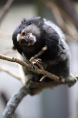 Callithrix penicillata, Black-tufted marmoset