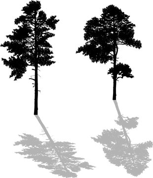 two black pine large silhouettes with shadows