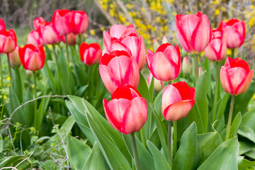 Wild red tulips at a roadside in Goettingen , Germany in spring