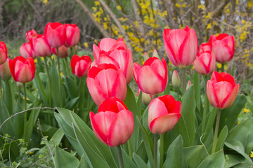 Wilde rote Tulpen an einem Straßenrand in Goettingen, Deutschland im Frühling