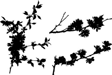 Naklejka premium sakura three black branches silhouettes