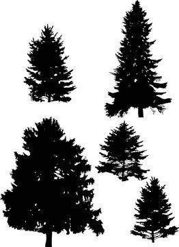 five fir tree silhouettes isolated on white