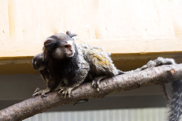 Rare Black-tufted marmoset Callithrix penicillata, female with young