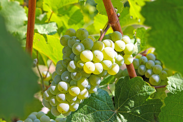 Banch of white grape in vineyard