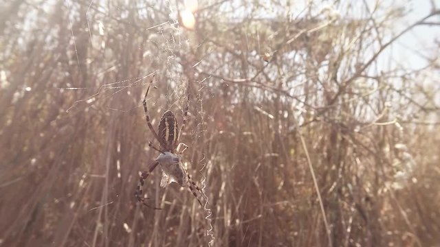 Spider Sitting on a Spider Web in the Long Grass