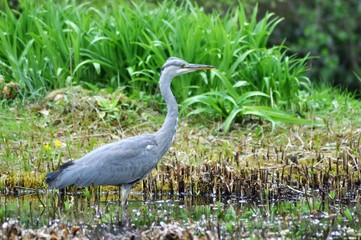 grey heron with frog