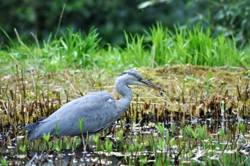 grey heron hunting