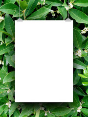 Close-up of one blank frame hanged by clips against green foliage background
