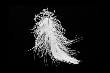 feather on black background