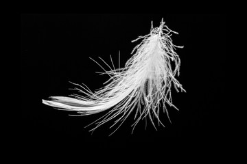Obraz premium feather on black background