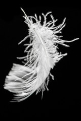 Obraz premium feather on black background