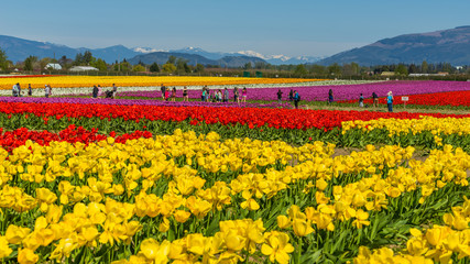 Beautiful tulips in the spring. Variety of spring flowers blooming in beautiful garden.