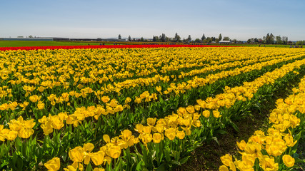 Fototapeta premium Beautiful tulips in the spring. Variety of spring flowers blooming in beautiful garden. 