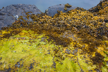 Seaweed detail or algae background