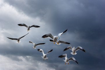 Fototapeta premium Flying seagulls during a thunderstorm