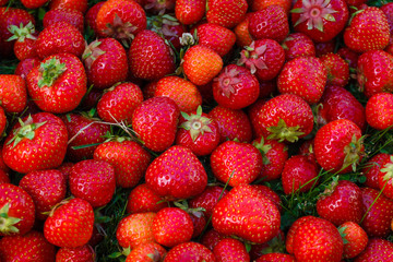 Fresh organic strawberry Background