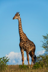 Giraffe among savanna in Africa